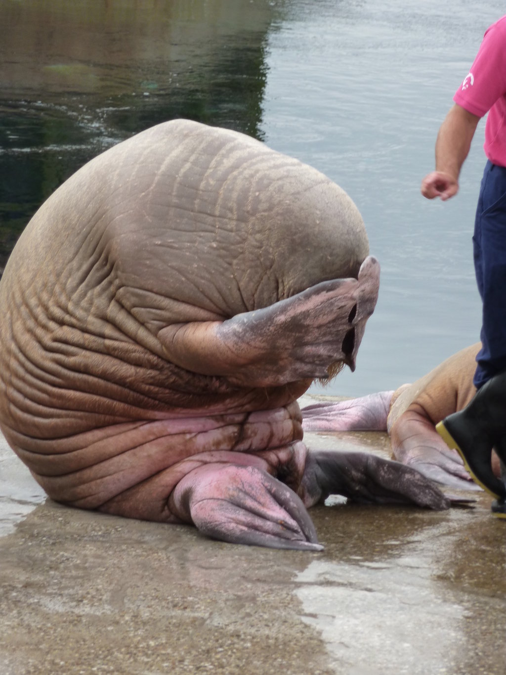 Walrus Penis Size 16